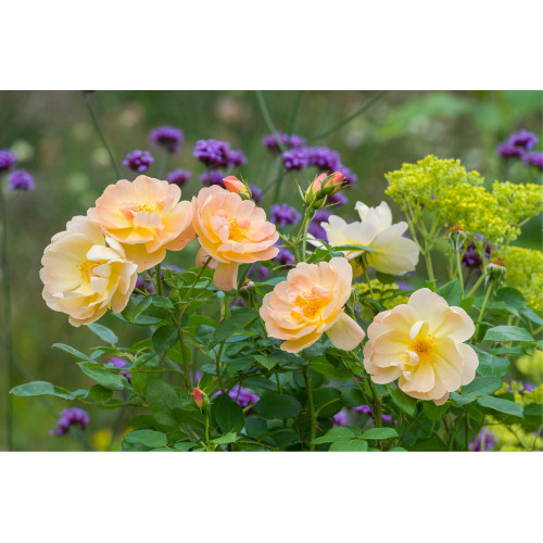 The Lark Ascending™